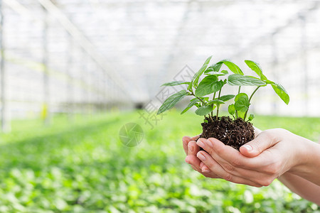 草本矢量植物苗圃中手持幼苗的手背景