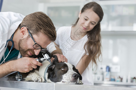 女孩看兽医医生检查狗的耳朵耳镜设备诊所图片