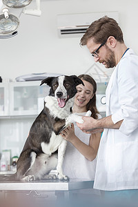 兽医医生用绷带包狗的腿上,女孩站诊所里高清图片