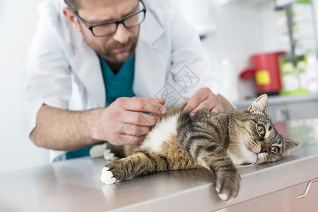 兽医诊所检查猫皮毛的医生背景图片