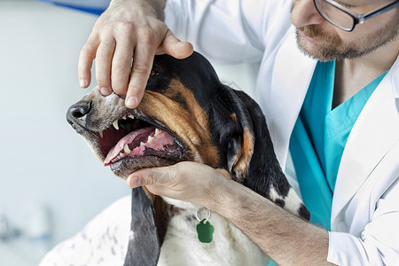 兽医诊所检查狗牙的医生特写高清图片