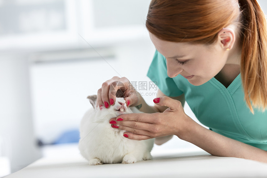 兽医诊所检查兔子牙齿的年轻医生的特写图片
