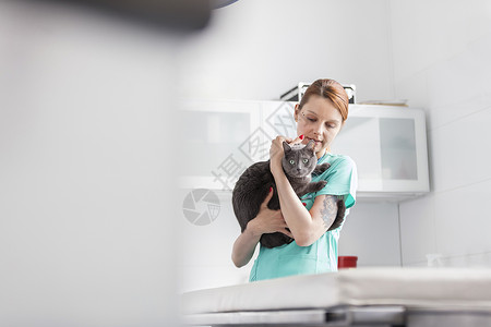 医生带着俄罗斯蓝猫兽医诊所背景图片