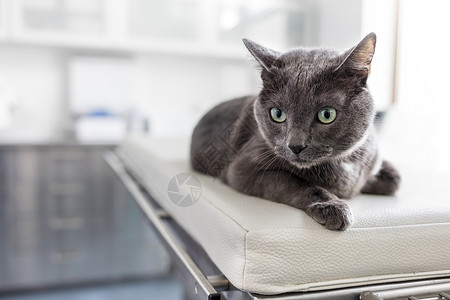 俄罗斯猫躺兽医诊所床上的俄罗斯蓝猫的特写背景