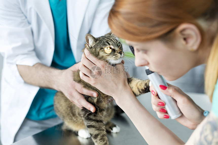 医生兽医诊所用耳镜设备检查猫图片