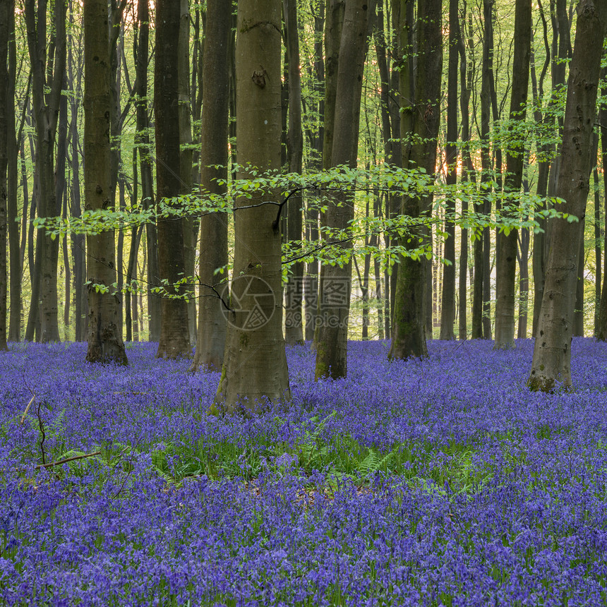 美丽的蓝铃森林景观形象早晨阳光明媚的春天图片
