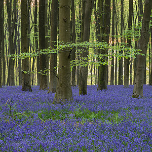 美丽的蓝铃森林景观形象早晨阳光明媚的春天高清图片
