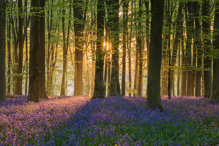 美丽的蓝铃森林景观形象早晨阳光明媚的春天高清图片