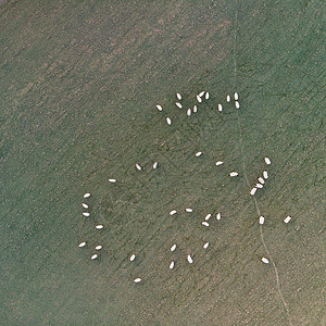 美丽的无人机空中景观图像恩格斯乡村日出春天超过绵羊田野图片