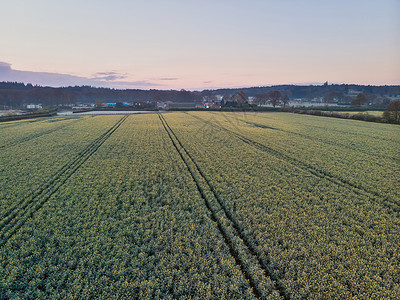 美丽的无人机空中景观图像恩格斯乡村日出春天油菜籽油菜籽田背景图片