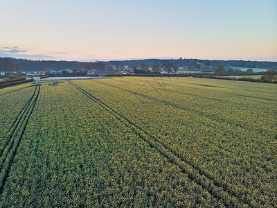 美丽的无人机空中景观图像恩格斯乡村日出春天油菜籽油菜籽田图片