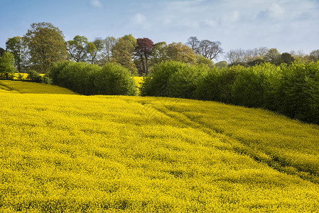 美丽的风景形象油菜籽油菜田可爱的春天早晨阳光英国农村图片