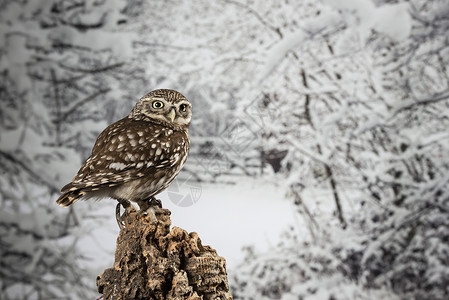 美丽的肖像小猫头鹰雅典娜夜曲工作室与冬季自然背景图片