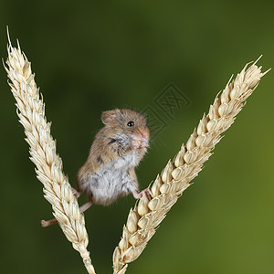 可爱的收获小鼠微毛麦秆上中绿色的自然背景图片