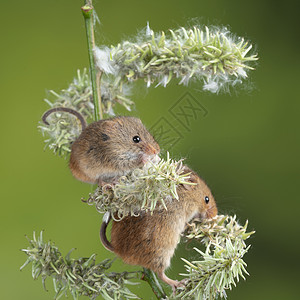可爱的收获小鼠微毛的花叶上,中的绿色自然图片