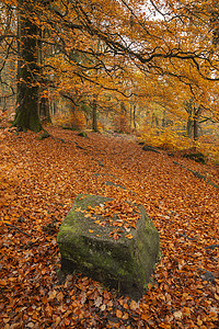 令人惊叹的彩色生机勃勃的森林林地秋季景观英国的高峰地区背景图片