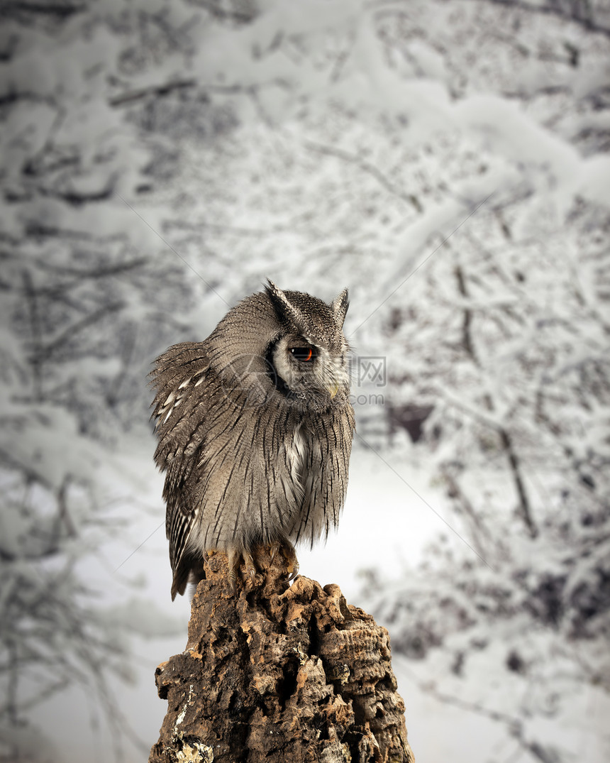 美丽的肖像南部面猫头鹰Ptilopsagranti工作室与雪冬图片