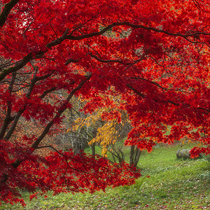 颜色鲜艳的秋季枫树图片