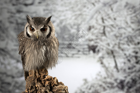 提涅格冬天野生动物高清图片