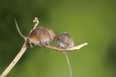 巢鼠属可爱的收获小鼠微毛木棒上,中的绿色背景背景