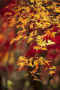 树叶枫树令人惊叹的五颜六色,充满活力的红色黄色的日本枫树秋季森林林地景观细节英国农村背景