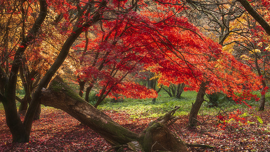 令人惊叹的五颜六色,充满活力的红色黄色的日本枫树秋季森林林地景观细节英国农村背景图片