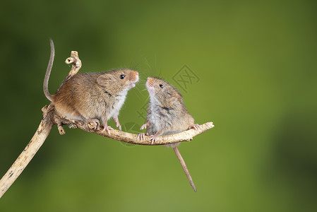 巢鼠属可爱的收获小鼠微毛木棒上,中的绿色背景背景