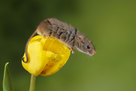 巢鼠属可爱的收获小鼠微毛黄色郁金香花叶中绿色自然背景背景