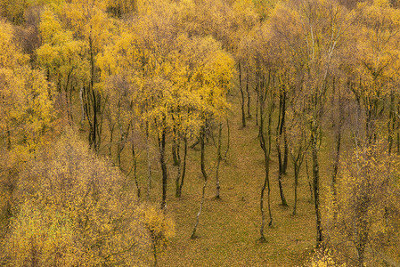 令人叹为观止的银桦林与金色的叶子秋季景观场景上佩德利峡谷英国的高峰地区背景图片