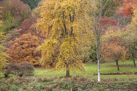 令人惊叹的五颜六色,充满活力的秋季森林林地景观细节英国农村背景图片