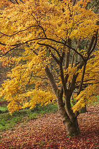 黄色枫树令人惊叹的五颜六色,充满活力的红色黄色的日本枫树秋季森林林地景观细节英国农村背景
