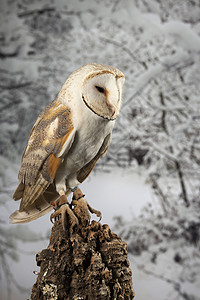 雪猫头鹰布波斯卡迪亚克斯的美丽肖像工作室雪冬背部图片