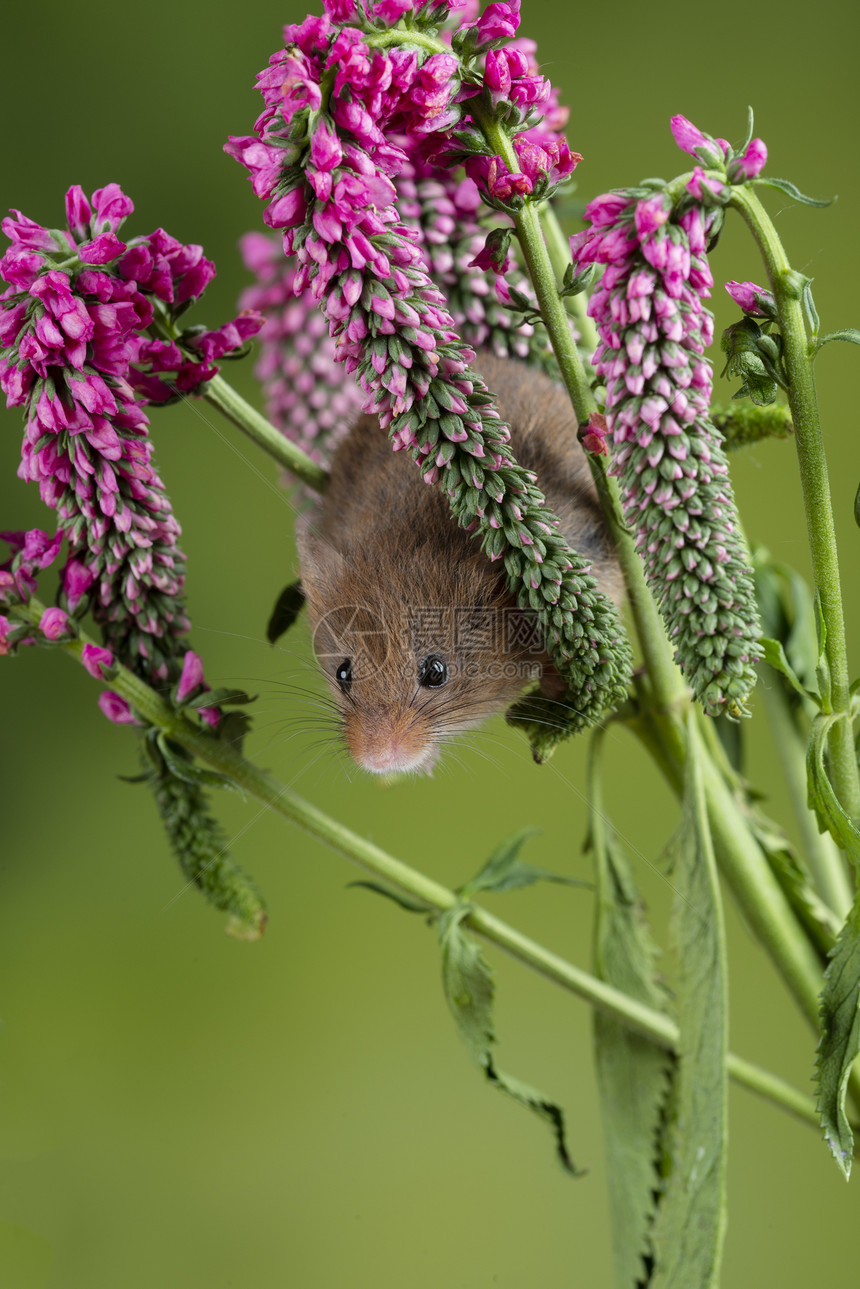 可爱的收获老鼠微毛红色花叶与中绿色自然背景图片