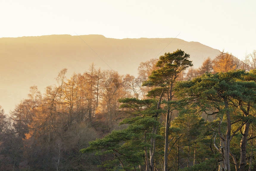 美丽的景观图像落叶松松树的轮廓与橙色的日落辉光与山脉远处的湖区英国图片