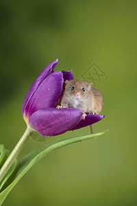 可爱的收获小鼠微毛紫色郁金香花叶中绿色自然背景图片