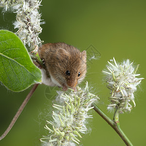 巢鼠属可爱的收获小鼠微毛白色的花叶上,中的绿色自然背景背景