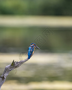 美丽的普通翠鸟阿尔塞多栖息树枝上的河流狩猎食物背景图片