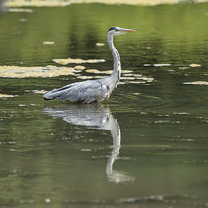 美丽的灰色苍鹭阿迪亚西尼亚狩猎食物,同时涉水河流炎热的夏天图片