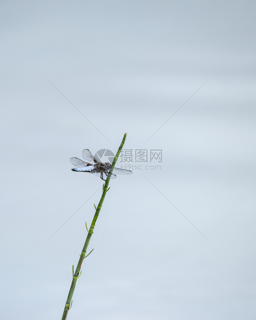 美丽的形象,雄宽胸衣追逐蜻蜓LibellulaDepressa芦苇水中的夏季月份图片