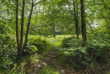 美丽的夏季景观形象,郁郁葱葱的绿色森林树木树叶英国农村图片