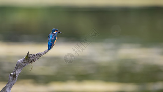 美丽的普通翠鸟阿尔塞多栖息树枝上的河流狩猎食物高清图片