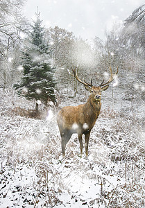 美丽的红鹿大雪中雄鹿覆盖了冬季的森林景观图片