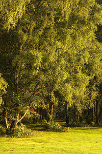 美丽的夏季日落景观形象的森林可爱的柔光郁郁葱葱的绿叶图片