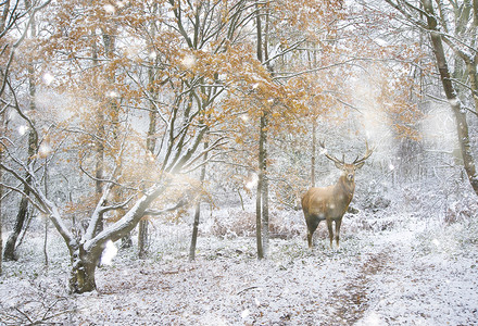 美丽的红鹿大雪中雄鹿覆盖了冬季的森林景观图片