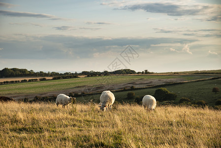 美丽的夏季傍晚景观形象的绵羊放牧英国农村图片