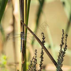 美丽的皇帝蜻蜓Aax统治昆虫芦苇水床上图片