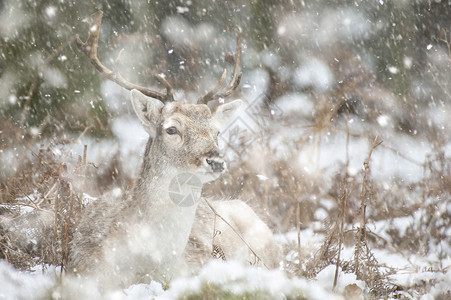 冬季森林景观中休耕鹿的形象,大雪风暴中地面下雪背景图片