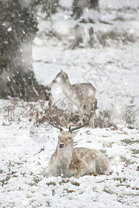 小鹿冰冻的冬季森林景观中休耕鹿的形象,大雪风暴中地面下雪背景