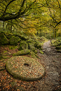 峰区森林磨石美丽生机勃勃的秋季森林景观形象背景图片