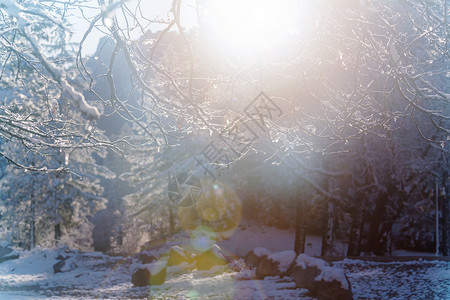 冬天的森林里雪覆盖着树木高清图片